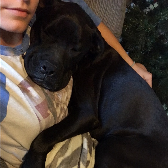 Meet the Posher💕 - Picture 6 of 7